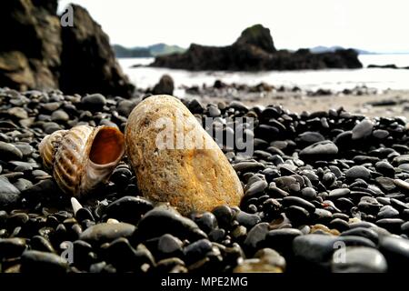 I ciottoli sono sparsi sotto una roccia e un guscio Foto Stock