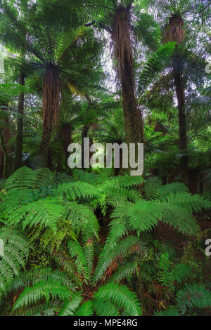 Nuova Zelanda Foresta pluviale paesaggio Dettagli foto Foto Stock