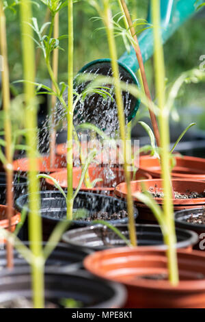 Giovani di irrigazione cosmos bipinnatus piante in una serra. Regno Unito Foto Stock