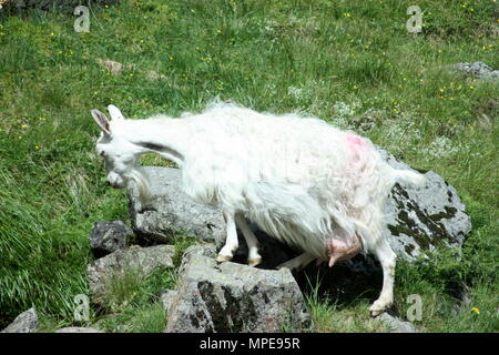 Bianco norvegese capre di montagna Foto Stock