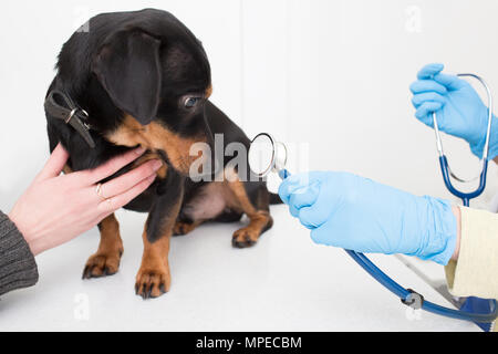 Vet esaminando un cane con uno stetoscopio Foto Stock