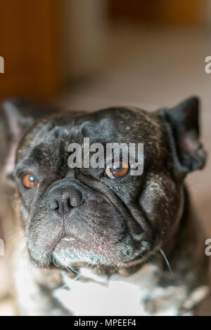 Nero french bulldog con sfocatura dello sfondo. cane con occhi tristi. close-up Foto Stock
