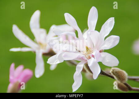 Fiori di colore rosa × Magnolia loebneri 'Leonard Messel' in un giardino di primavera, REGNO UNITO Foto Stock