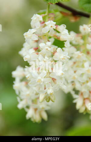 Fiori di fioritura del ribes Ribes sanguineum 'White Icicle' in un giardino di primavera, REGNO UNITO Foto Stock