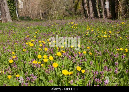 Il giallo di tarassaco e bocca di leone, nome latino antirrtinum. Foto Stock