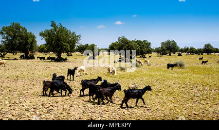 Capre al pascolo intorno e da alberi di Argan sulla pianura a sud dell'Alto Atlante, Marocco, Africa del Nord Foto Stock