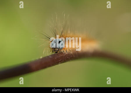 Un colpo alla testa di un incredibile Lackey Moth Caterpillar (Malacosoma neustria) su un impianto di stelo. Foto Stock