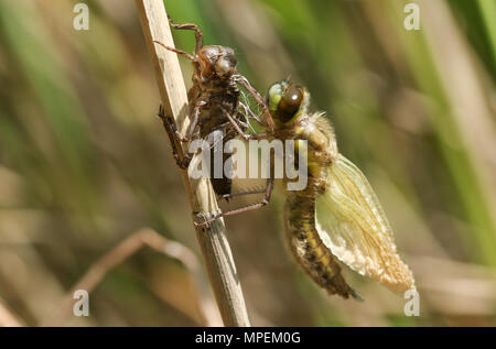 Una fresca sono emerse quattro immaturi-spotted Chaser (Libellula quadrimaculata) appollaiate su un pettine sul suo exuvium. Foto Stock