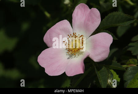 Un meraviglioso cane selvatico-rose fiore (Rosa canina). Foto Stock