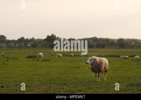 Pecora in piedi in un campo fissando lo sguardo su di un lato. Foto Stock