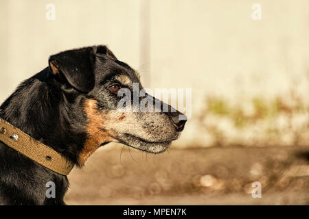 Jagdterrier fissando in lontananza. Il tedesco caccia Terrier di profilo Foto Stock