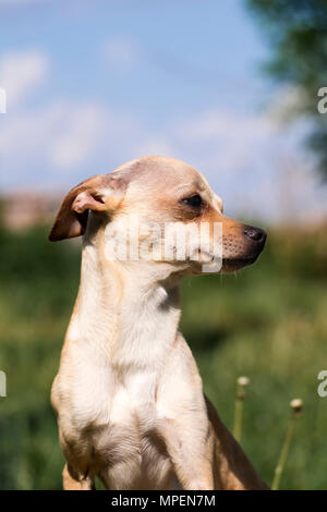 Russo-liscio rivestito Toy Terrier di profilo (Canis lupus familiaris) Foto Stock