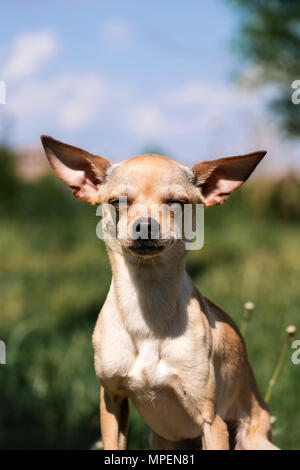 Russo-liscio rivestito Toy Terrier impostare le sue orecchie oltre (Canis lupus familiaris) Foto Stock