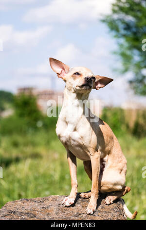 Russo-liscio rivestito Toy Terrier impostare le sue orecchie oltre, seduto su una pietra (Canis lupus familiaris) Foto Stock