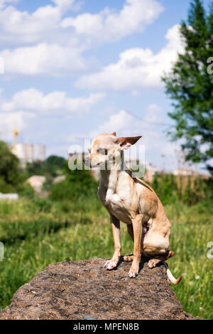Russo-liscio rivestito Toy Terrier si siede orgogliosamente su una roccia (Canis lupus familiaris) Foto Stock