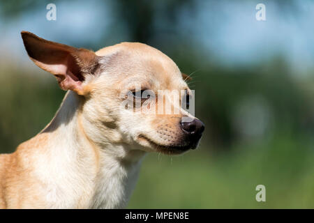Russo-liscio rivestito Toy Terrier di pensiero circa il significato di essere (Canis lupus familiaris) Foto Stock