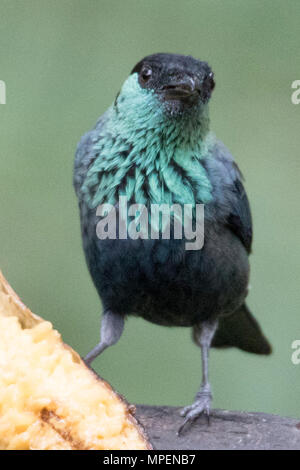 Tanager Black-Capped con banana (Tangara heinei) Ecuador Foto Stock