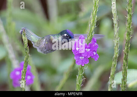 Violet-Headed Hummingbird alimentazione maschio sul fiore (Klais guimeti) Ecuador Foto Stock