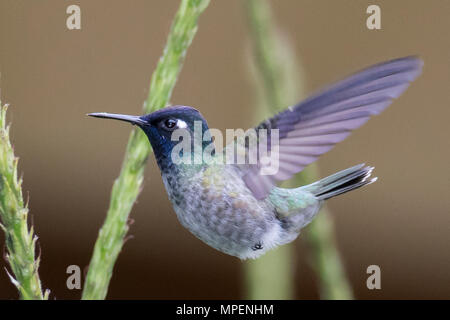 Hummingbird Violet-Headed volanti maschio (Klais guimeti) Ecuador Foto Stock