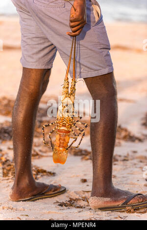 Un file .pescatore locale contiene alcuni freshy pesce pescato in Mozambico. Foto Stock