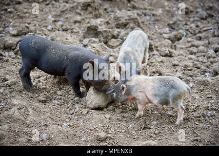 Poco sporco suini vengono a giocare nel recinto. Foto Stock