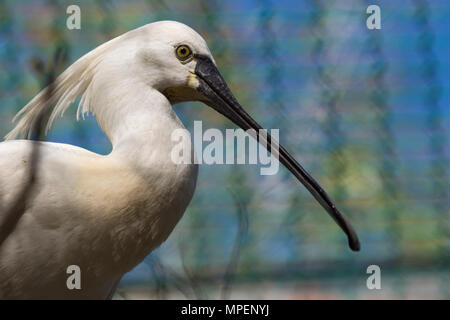 Prortrait di Eurasian spatola (Platalea leucorodia). Foto Stock