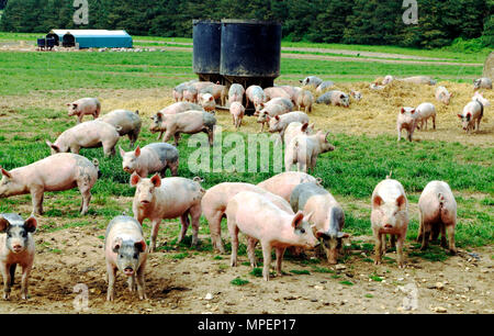 Allevamento di suini, campo aperto di suini allevati, Norfolk, Inghilterra, Regno Unito Foto Stock