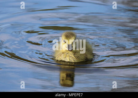 Un minuscolo fluffy Canada Goose Branta canadensis gosling nuoto sulle sponde di un lago in primavera Foto Stock