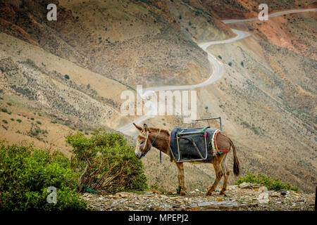 Tethered asini pascolano in Alto Atlante, Marocco, Africa del Nord Foto Stock