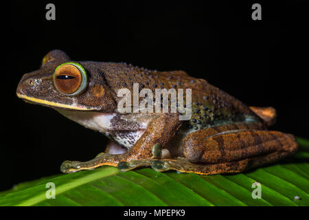 Tree Climbing specie rana (Boophis albilabris), maschio seduta sulla foglia, Andasibe Parco nazionale del Madagascar Foto Stock