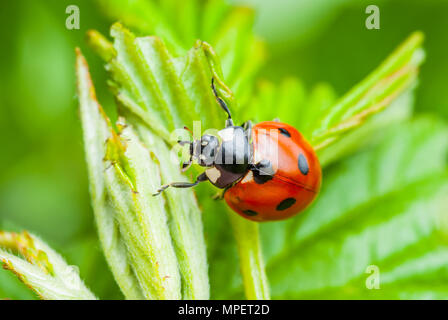Coccinella insetto foglia sulla macro Foto Stock