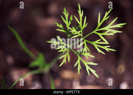 Primo piano di una giovane aneto herb piantina spuntano dal suolo Foto Stock