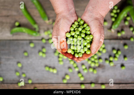 Le donne anziane nelle mani di piselli Foto Stock