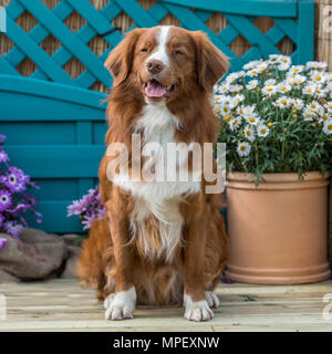 Nova Scotia Duck Tolling Retriever Foto Stock