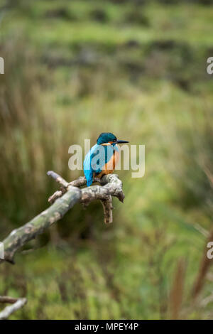 Kingfisher con piumaggio colorato in habitat naturale, appollaiate sul ramo in attesa e guardando la preda - RSPB riserva, Yorkshire, Inghilterra, Regno Unito. Foto Stock