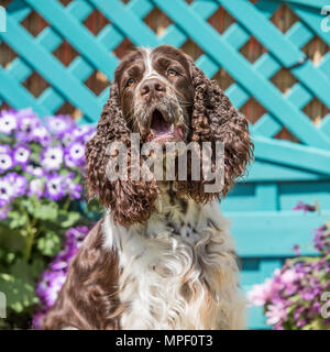 English Springer spaniel Foto Stock