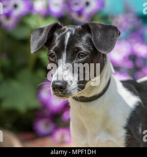 Jack Russell Terrier Foto Stock