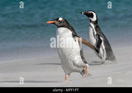 Pinguino di Gentoo Foto Stock