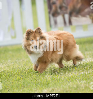 Sheepdog shetland Foto Stock