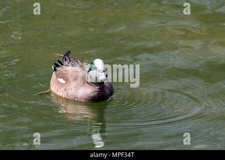 Maschio di American Wigeon nuoto su un lago canadese Foto Stock