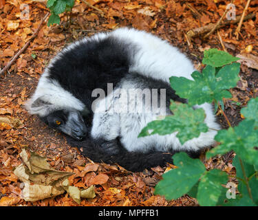 Lemure ruffed dal Madagascar ritratto sleeping nap Foto Stock