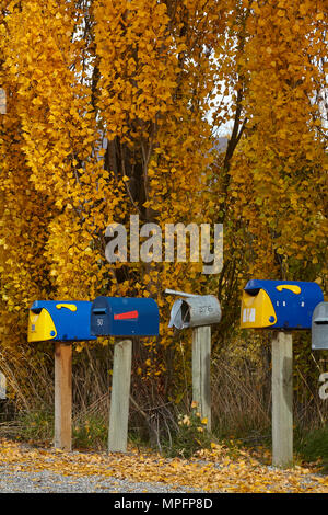 Nelle cassette delle lettere e sugli alberi di pioppo in autunno, Crown Terrazza vicino Arrowtown, vicino a Queenstown, Otago, Isola del Sud, Nuova Zelanda Foto Stock