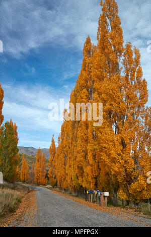 Alberi di pioppo in autunno e nelle cassette delle lettere, Crown Terrazza vicino Arrowtown, vicino a Queenstown, Otago, Isola del Sud, Nuova Zelanda Foto Stock