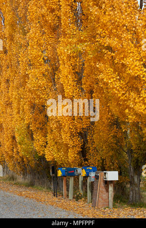 Alberi di pioppo in autunno e nelle cassette delle lettere, Crown Terrazza vicino Arrowtown, vicino a Queenstown, Otago, Isola del Sud, Nuova Zelanda Foto Stock