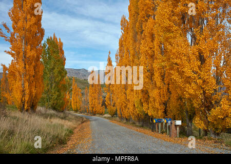 Alberi di pioppo in autunno e nelle cassette delle lettere, Crown Terrazza vicino Arrowtown, vicino a Queenstown, Otago, Isola del Sud, Nuova Zelanda Foto Stock