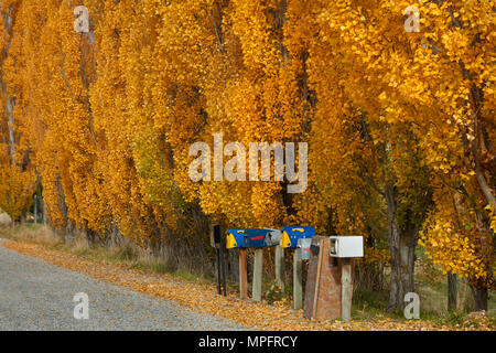 Alberi di pioppo in autunno e nelle cassette delle lettere, Crown Terrazza vicino Arrowtown, vicino a Queenstown, Otago, Isola del Sud, Nuova Zelanda Foto Stock