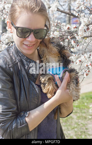 Yorkshire terrier cucciolo lecca sulla guancia di una giovane ragazza. All'aperto Foto Stock