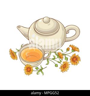 Calendula tea illustrazione vettoriale su sfondo bianco Illustrazione Vettoriale