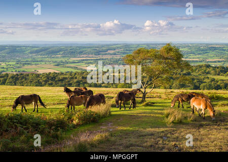 Exmoor Ponies che pascolano sul Black Down nel Mendip Hills National Landscape all'inizio dell'autunno, Somerset, Inghilterra. Foto Stock