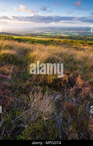 Heather su nero giù in Mendip Hills Area di bellezza naturale a inizio autunno con la Yeo valle al di là di Somerset, Inghilterra. Foto Stock